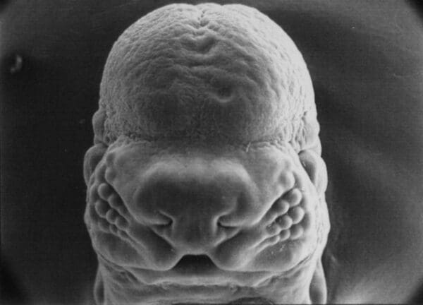  used second hand electron microscope for sale